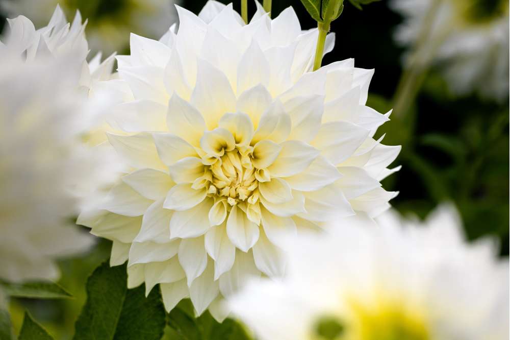 Dahlia 'Café au Lait Suprême'